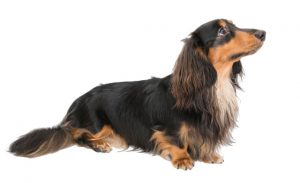 犬の年間スケジュール