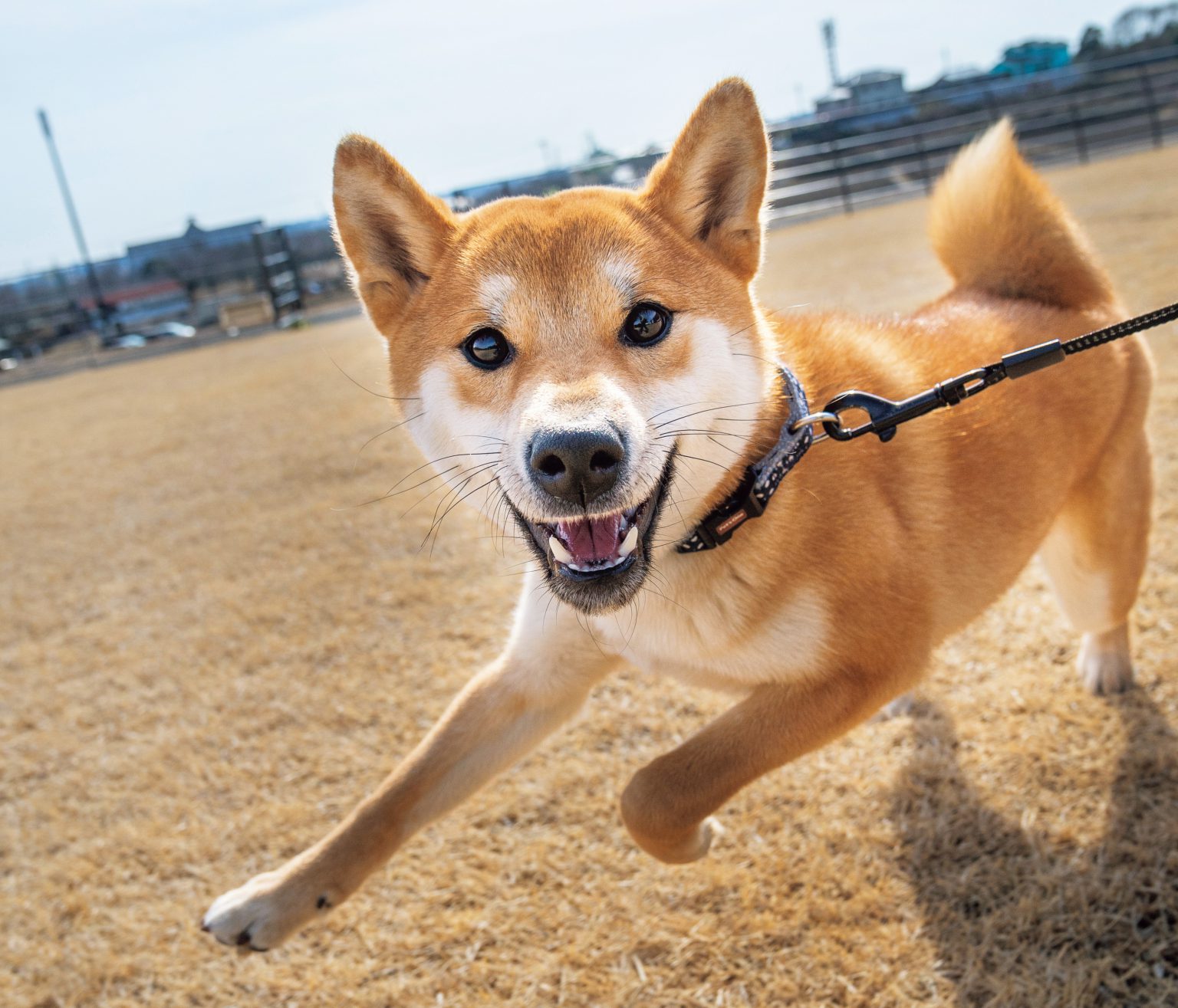 他犬種との違いがまるわかり！日本犬専用 撫で方の作法 ShiBa【シーバ】プラス犬びより│犬と楽しく暮らす