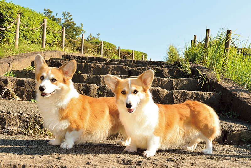 美ボディに至る道 理想的な健康体型の秘訣は飼い主との絆 Shi Ba シーバ プラス犬びより 犬と楽しく暮らす 情報マガジン