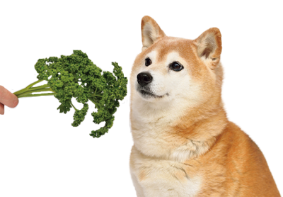 犬が食べていい葉もの野菜