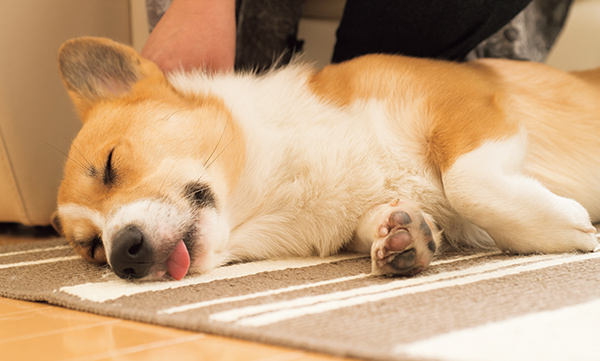 くつろぎコギさん その寝姿勢 本当にリラックスできてる Shi Ba シーバ プラス犬びより 犬と楽しく暮らす 情報マガジン