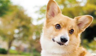 犬は馬鹿にしている それとも発情 マウンティングの理由を探る Shi Ba シーバ プラス犬びより 犬と楽しく暮らす 情報マガジン