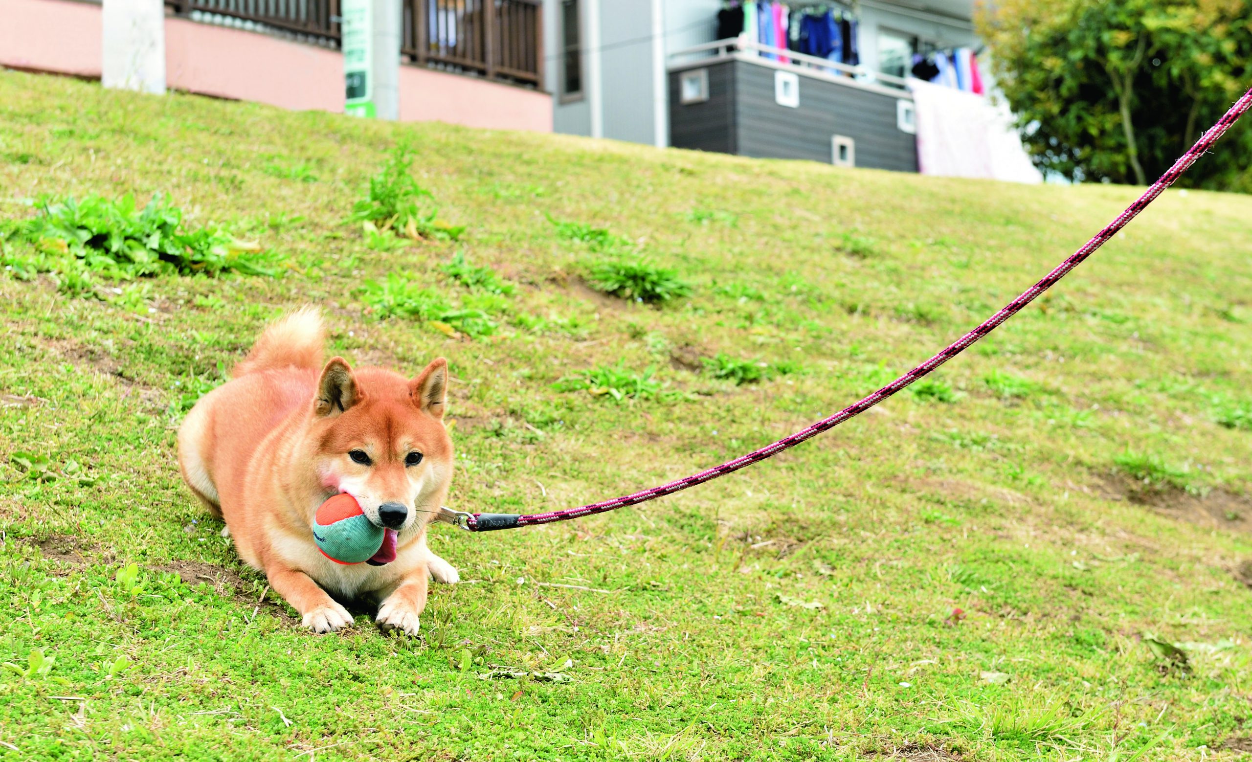 柴犬と一緒に寝るための心得 毛が抜けたって 踏まれたって添い寝したい Shi Ba シーバ プラス犬びより 犬と楽しく暮らす 情報マガジン