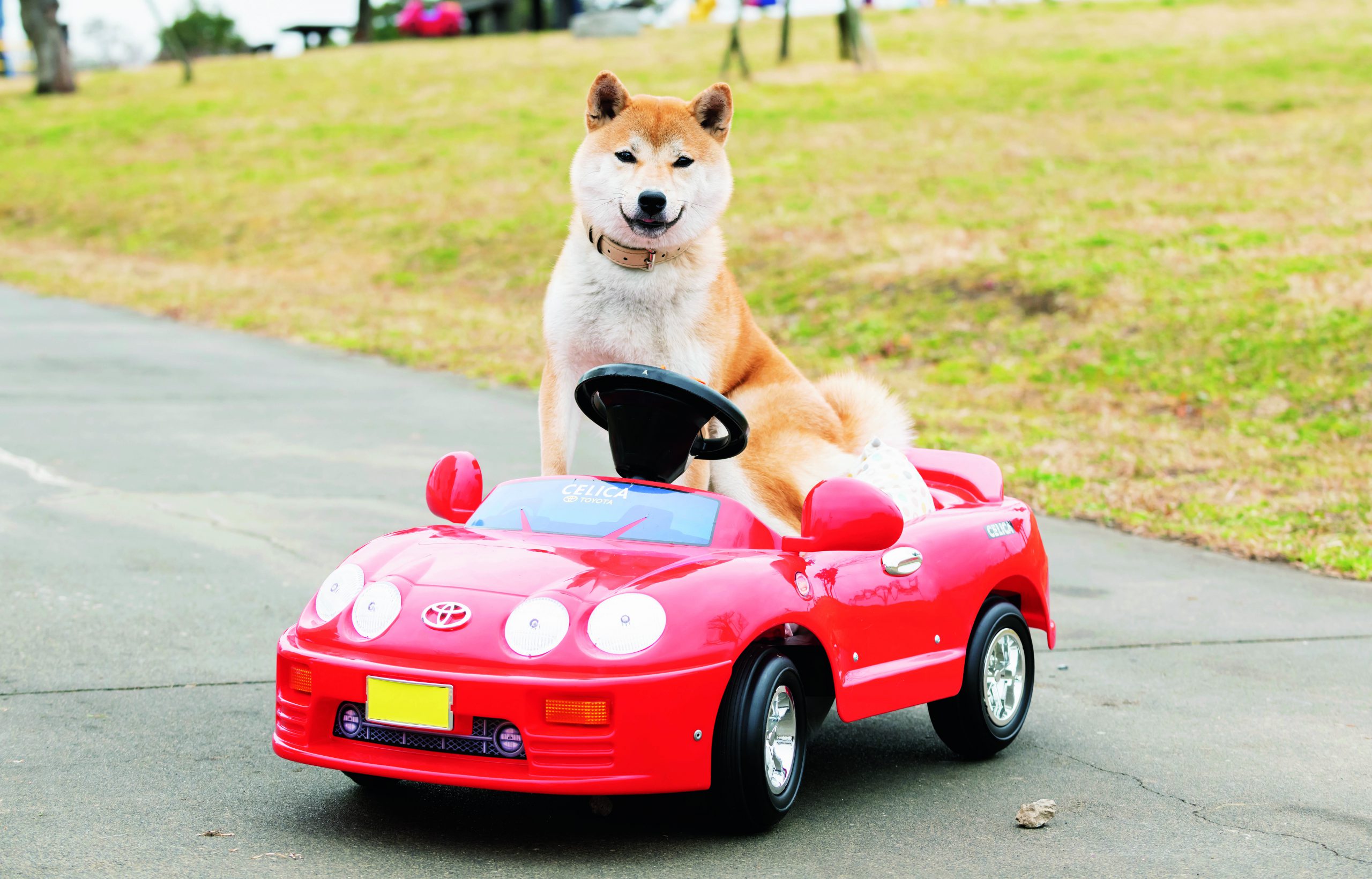 マイカーがなくてもなんとかなる 犬の最新交通事情を追う Shi Ba シーバ プラス犬びより 犬と楽しく暮らす 情報マガジン