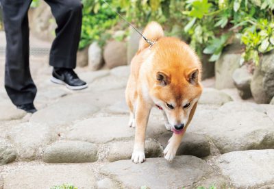 オトナのカイダン 日本犬の成長を見守り 飼い主も一緒に駆け上がろう Shi Ba シーバ プラス犬びより 犬と楽しく暮らす 情報マガジン