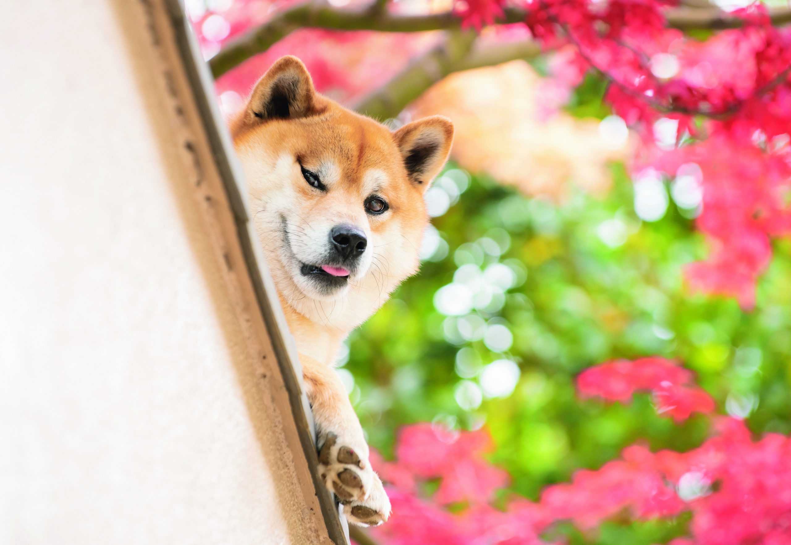 愛犬のリラックスポーズが辛そう 心から脱力できる本当に 楽な姿勢 って Shi Ba シーバ プラス犬びより 犬と楽しく暮らす 情報マガジン