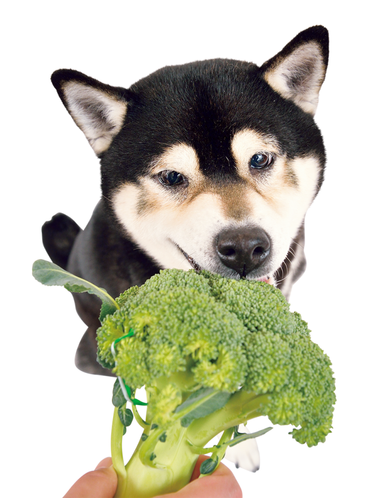 犬が食べてはいけない部位はある? 茎&花野菜と根菜の便利手帖 犬が食べてはいけない部位はある? 茎&花野菜と根菜の便利手帖