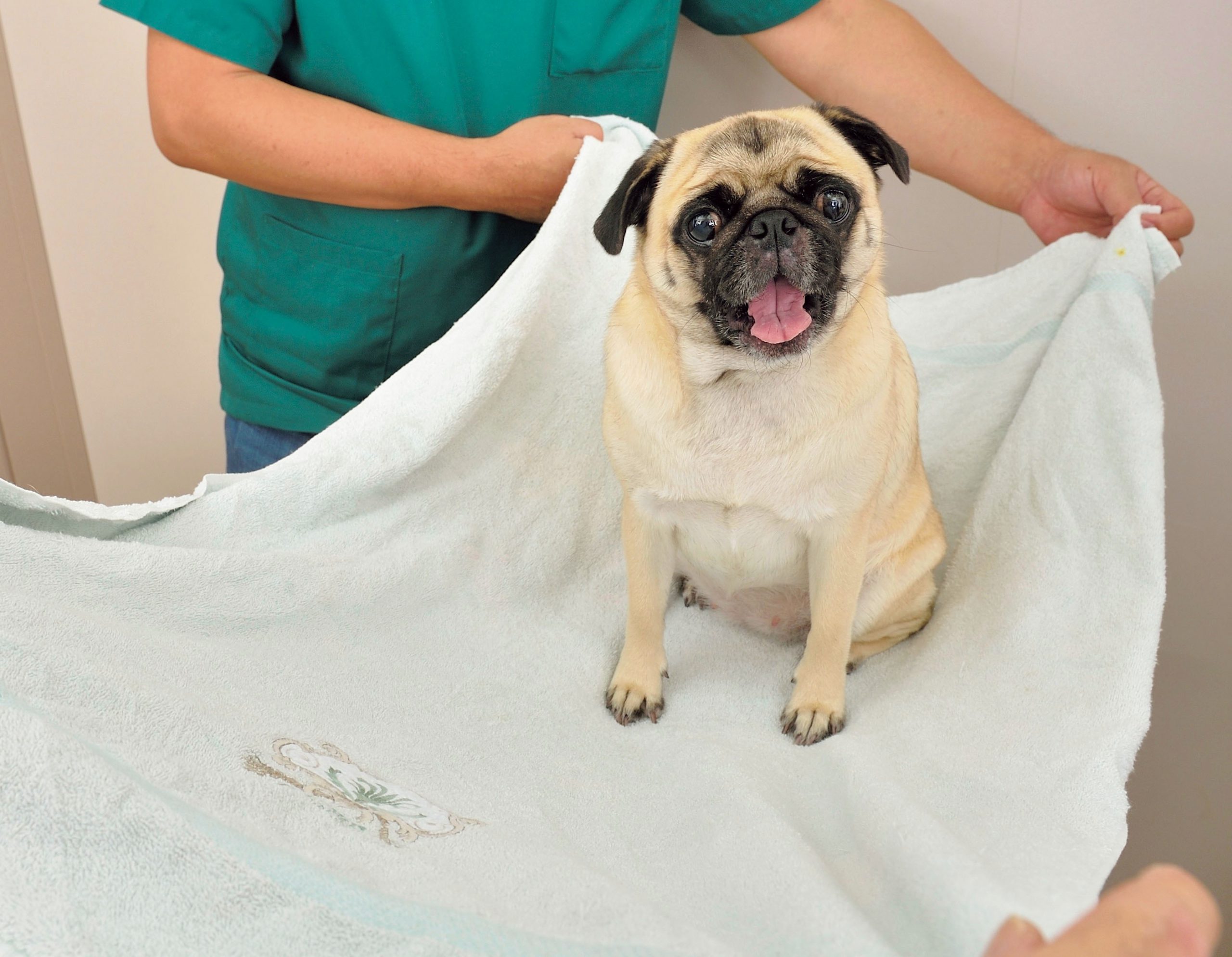 外傷 ヤケド 骨折 愛犬の命を救う もしもの時の応急処置講座 Shi Ba シーバ プラス犬びより 犬と楽しく暮らす 情報マガジン