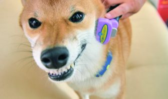 よそ様にはふるのになぜ ワタシにも振ってほしいな そのシッポ Shi Ba シーバ プラス犬びより 犬と楽しく暮らす 情報マガジン