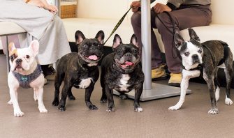 豚肉はダメだけど牛肉はok 愛犬への肉の与え方について考えてみた Shi Ba シーバ プラス犬びより 犬と楽しく暮らす 情報マガジン