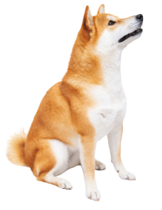 日本犬は野生動物のような犬 個性にあったコミュニケーションの基本 Shi Ba シーバ プラス犬びより 犬と楽しく暮らす 情報マガジン
