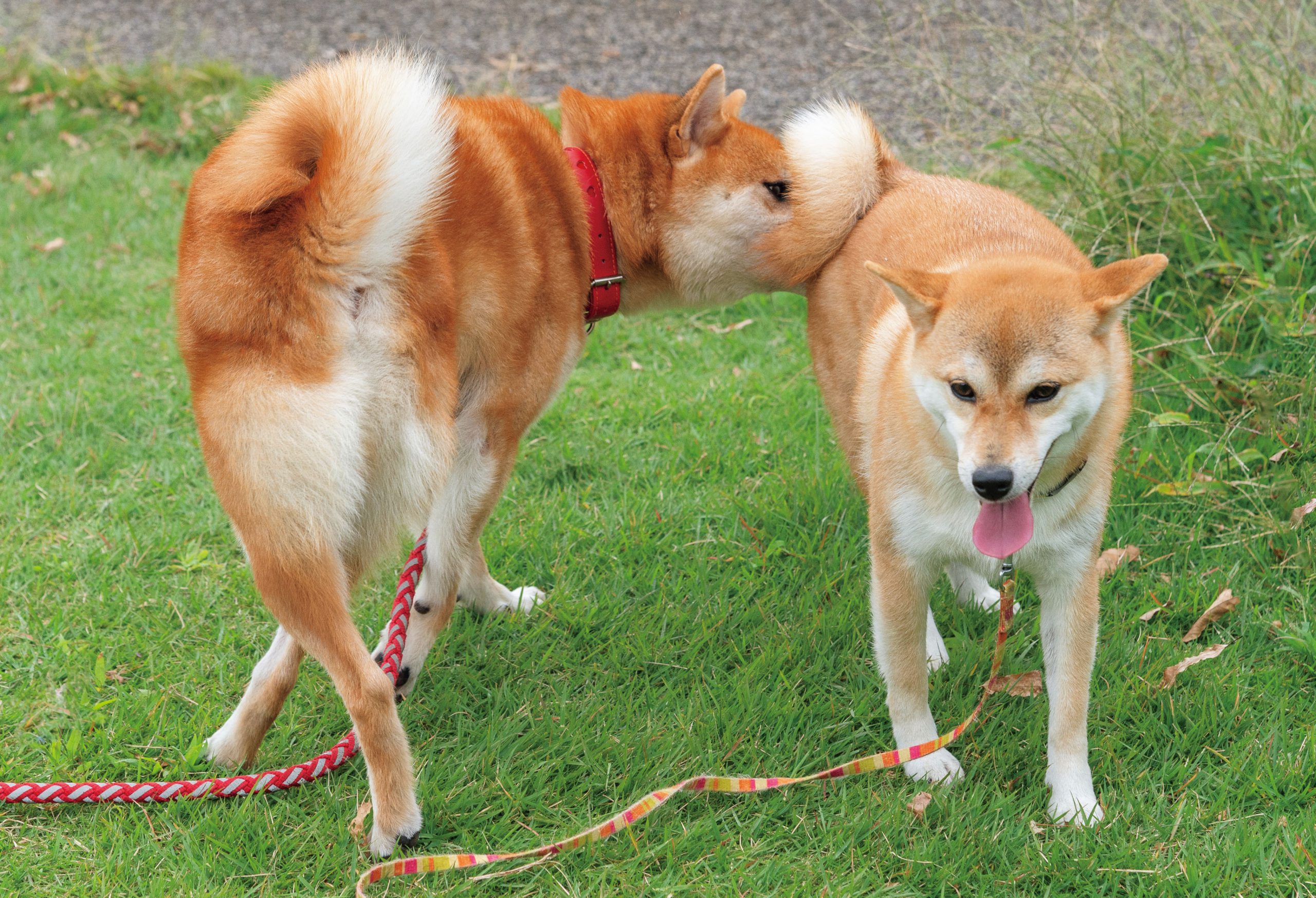 犬 嗅ぎ