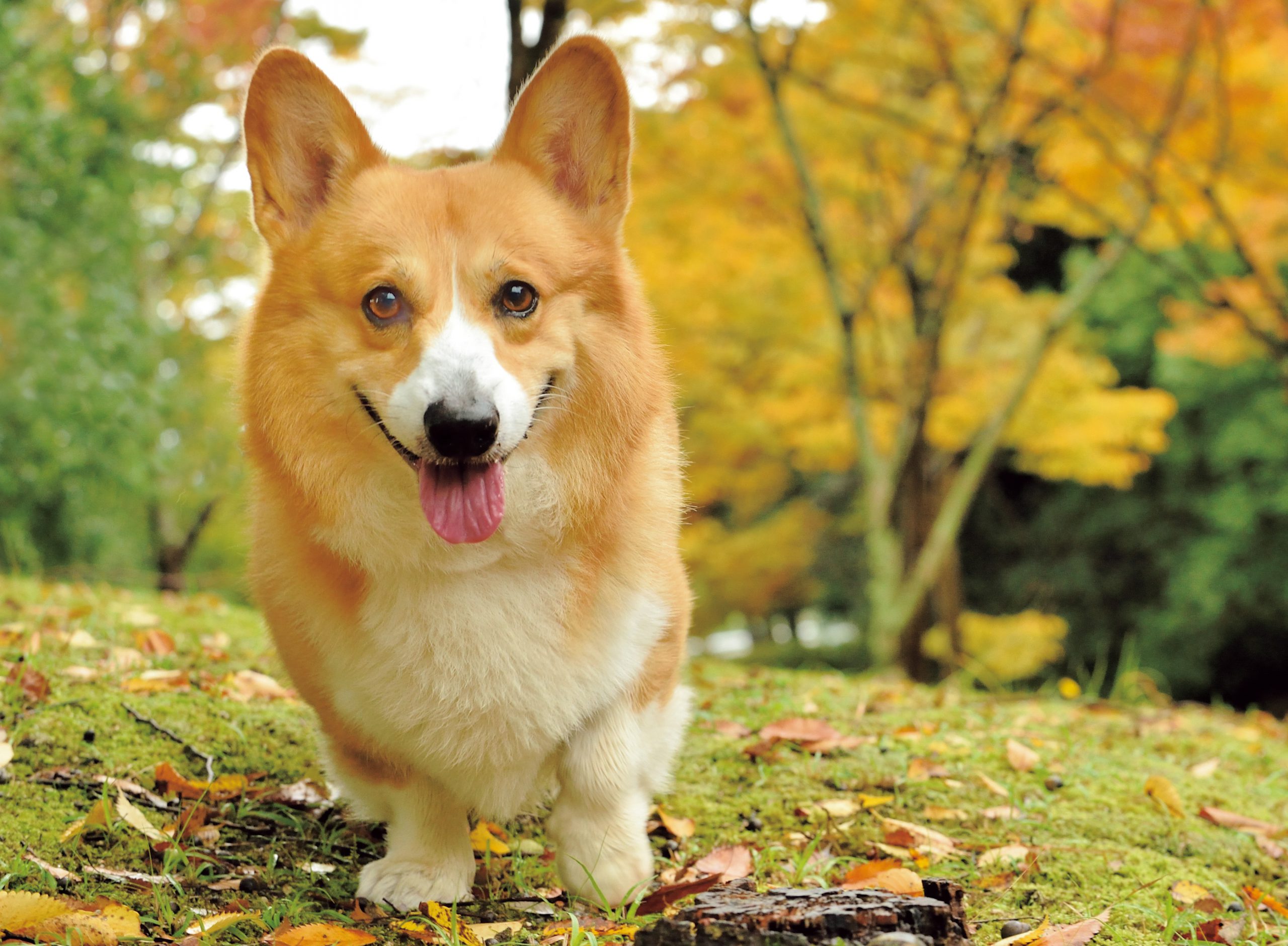 幸せを呼ぶひと手間】飼い主のひと工夫が愛犬との関係を深める？