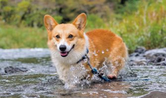 体にいい寝方 よくない寝方 犬の寝姿の謎に迫る Shi Ba シーバ プラス犬びより 犬と楽しく暮らす 情報マガジン