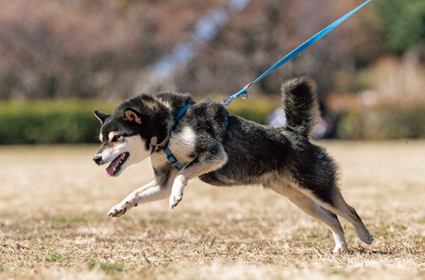 放っておくと手遅れに 犬の体から出る音で病気がわかるってホント ２ Shi Ba シーバ プラス犬びより 犬と楽しく暮らす 情報マガジン