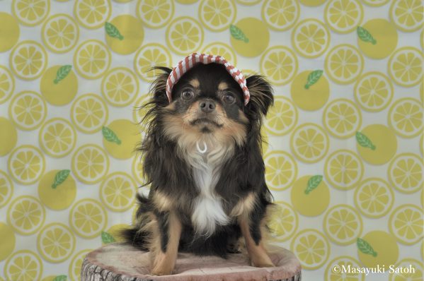 トレーニングと関係づくりにも効果的 犬の引っ張りっこ遊びを極める Shi Ba シーバ プラス犬びより 犬と楽しく暮らす 情報マガジン