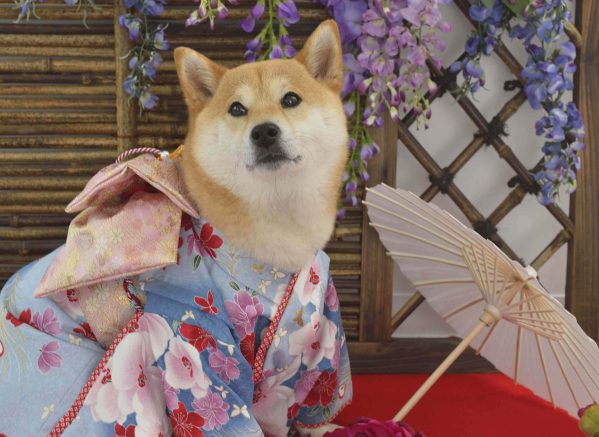 散歩嫌いな犬が増えている 歩きたがらない理由と克服方法 Shi Ba シーバ プラス犬びより 犬と楽しく暮らす 情報マガジン