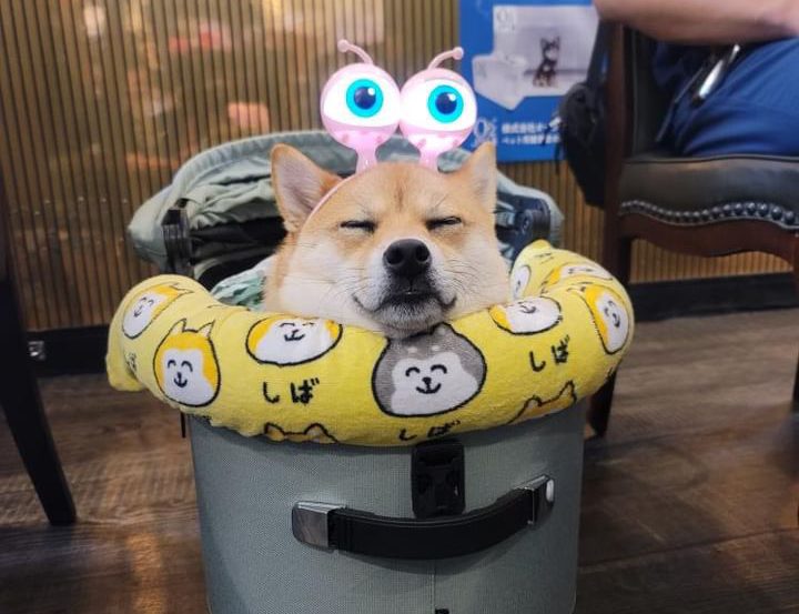 第15回「このちゅ～るが好き！」Shi-Baプラス犬びより賞作品 -