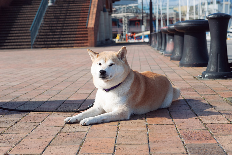 言うこと聞かない！」のその前に声かけ見直し塾②「コマンド編」 -
